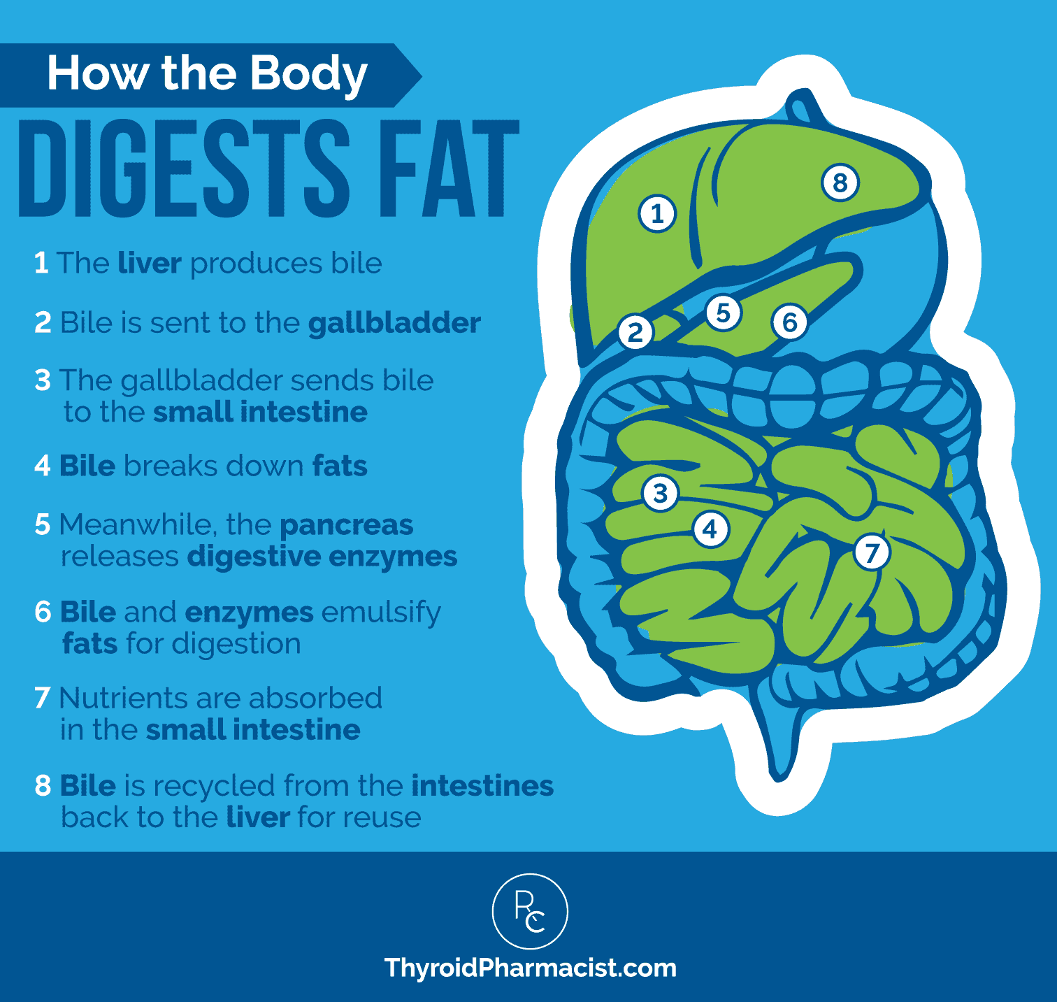 Gallbladder, Fat Digestion & Hashimoto's Dr. Izabella Wentz