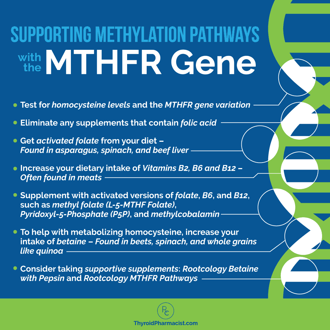 MTHFR Gene Support