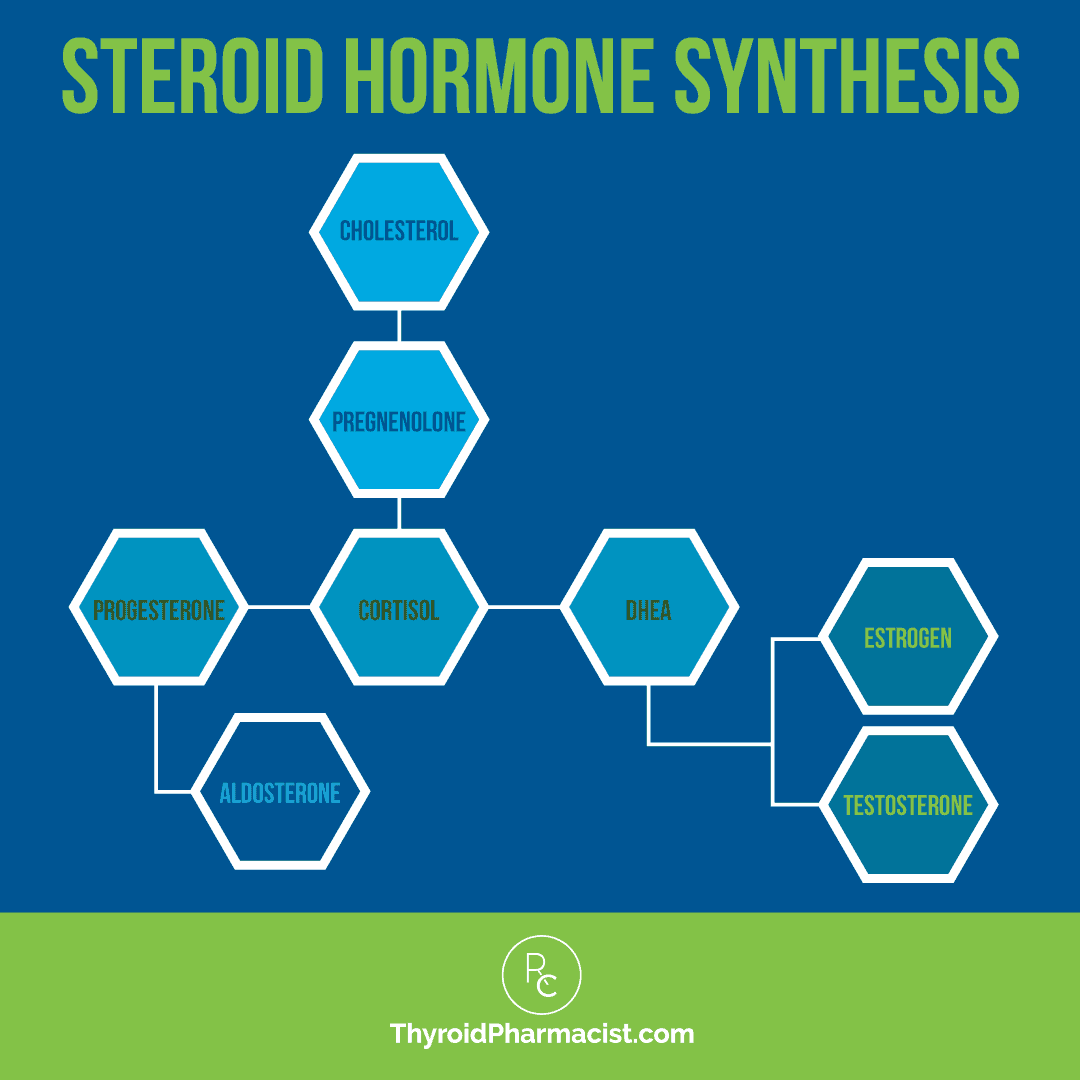 Steroid Hormone Synthesis Infographic