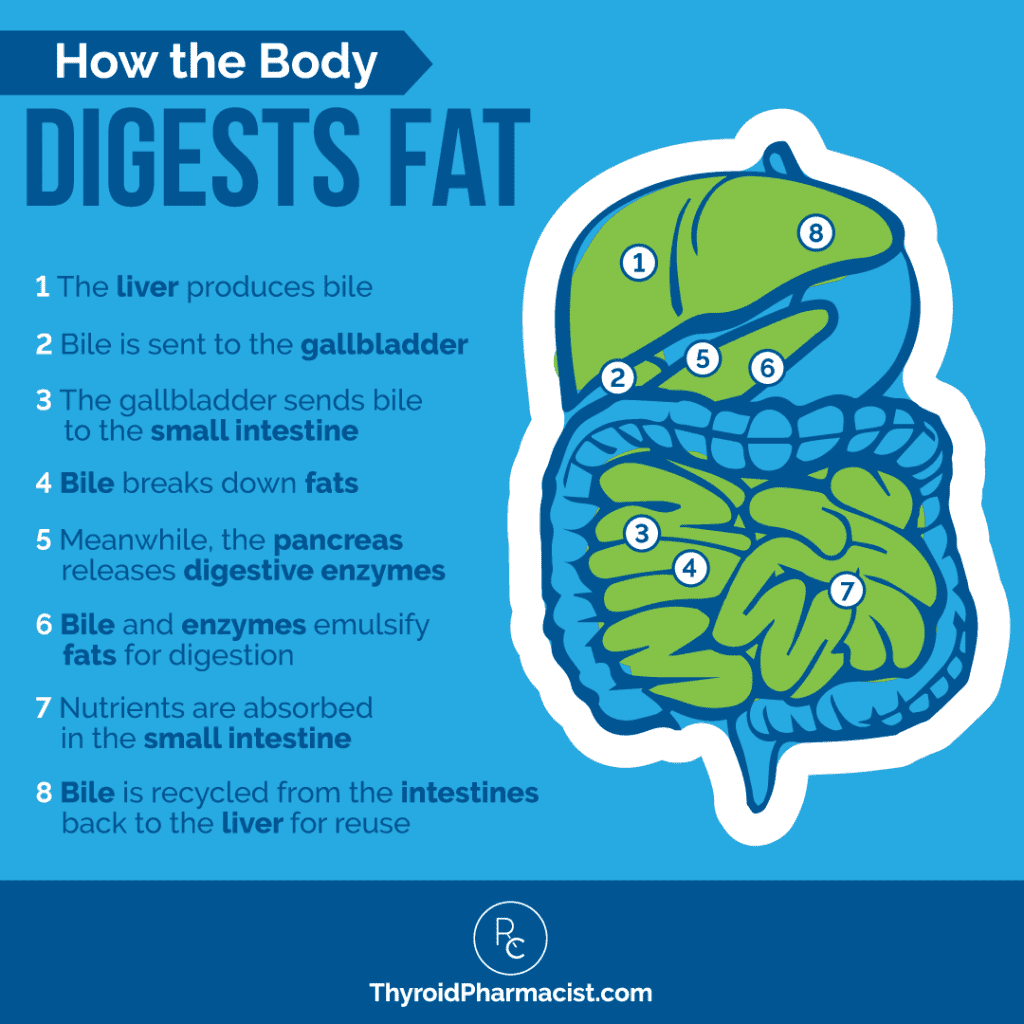 How the Body Digests Fat Infographic