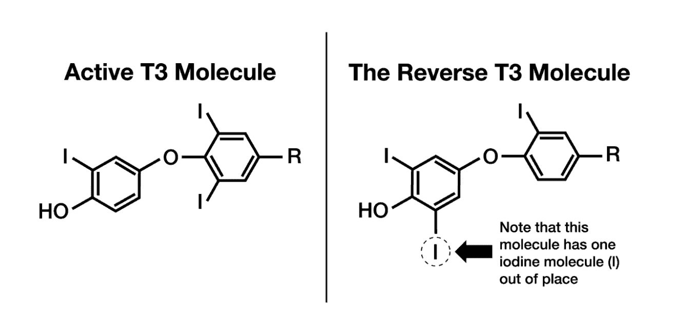 Active T3 & Reverse T2 Molecule