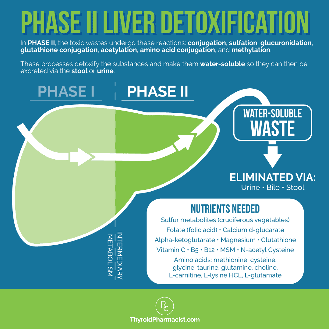 Phase 2 Liver Detoxification