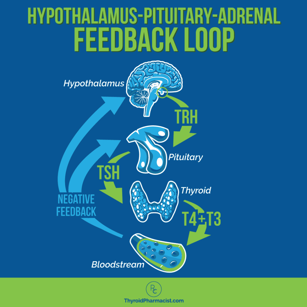 Hypothalamus Pituitary Adrenal Feedback Loop
