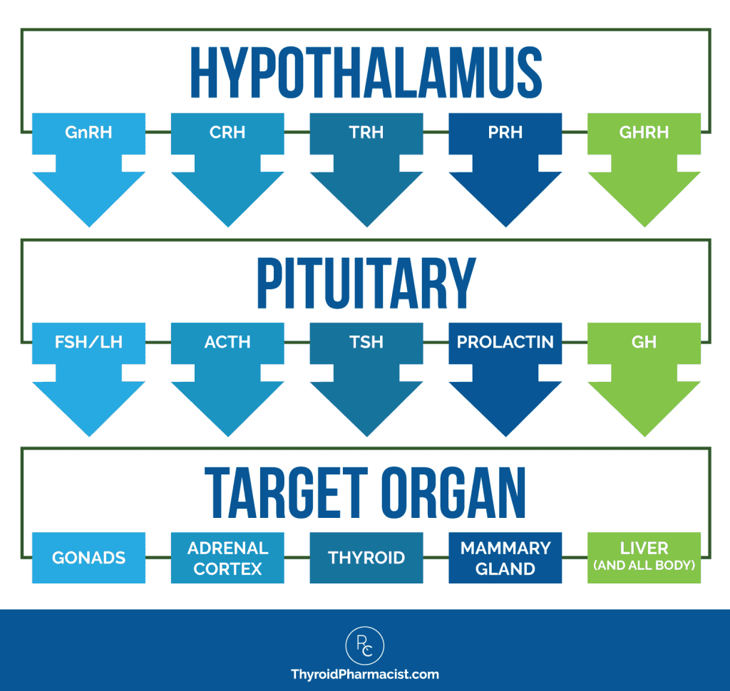 Hypothalamus Pituitary Organ