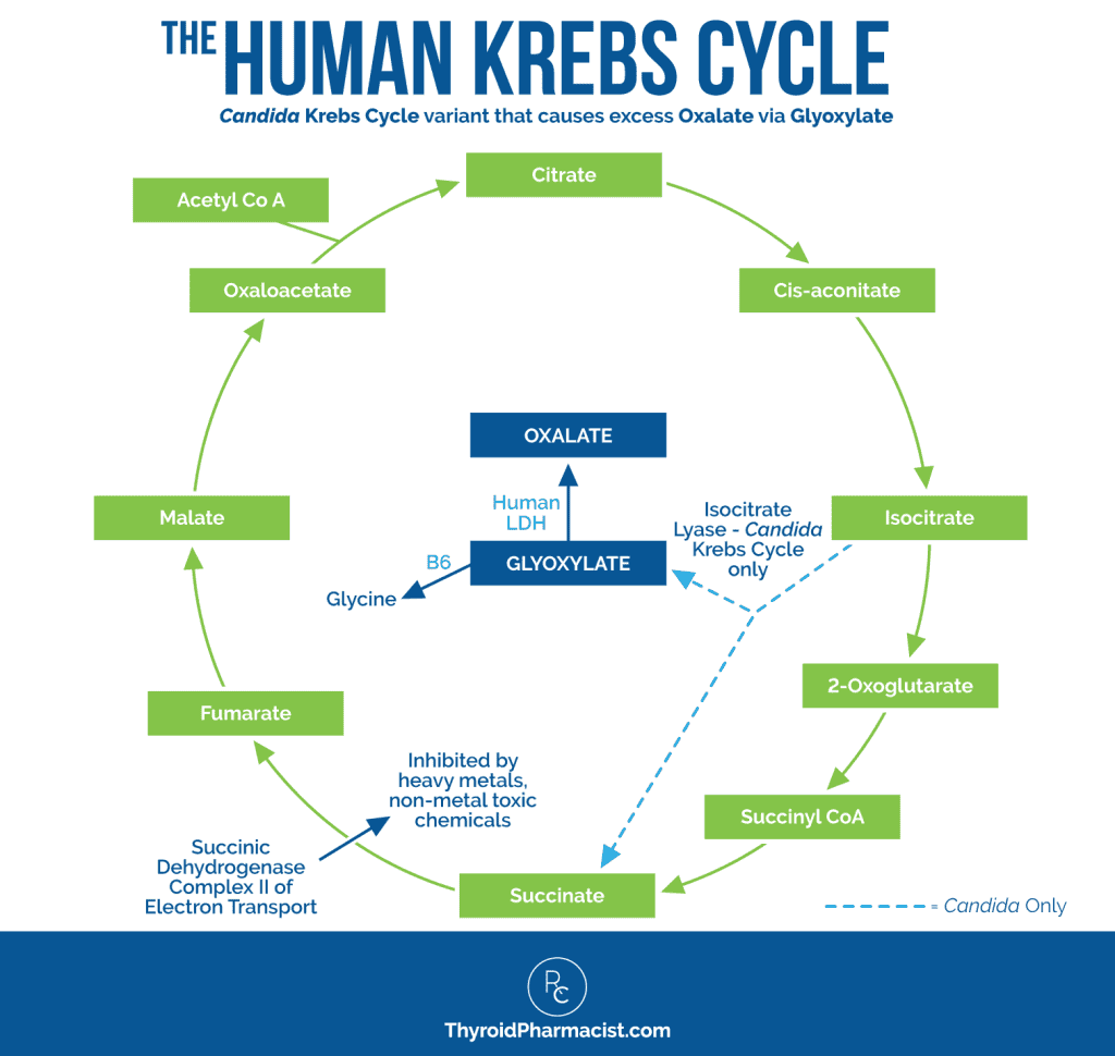 Human Krebs Cycle
