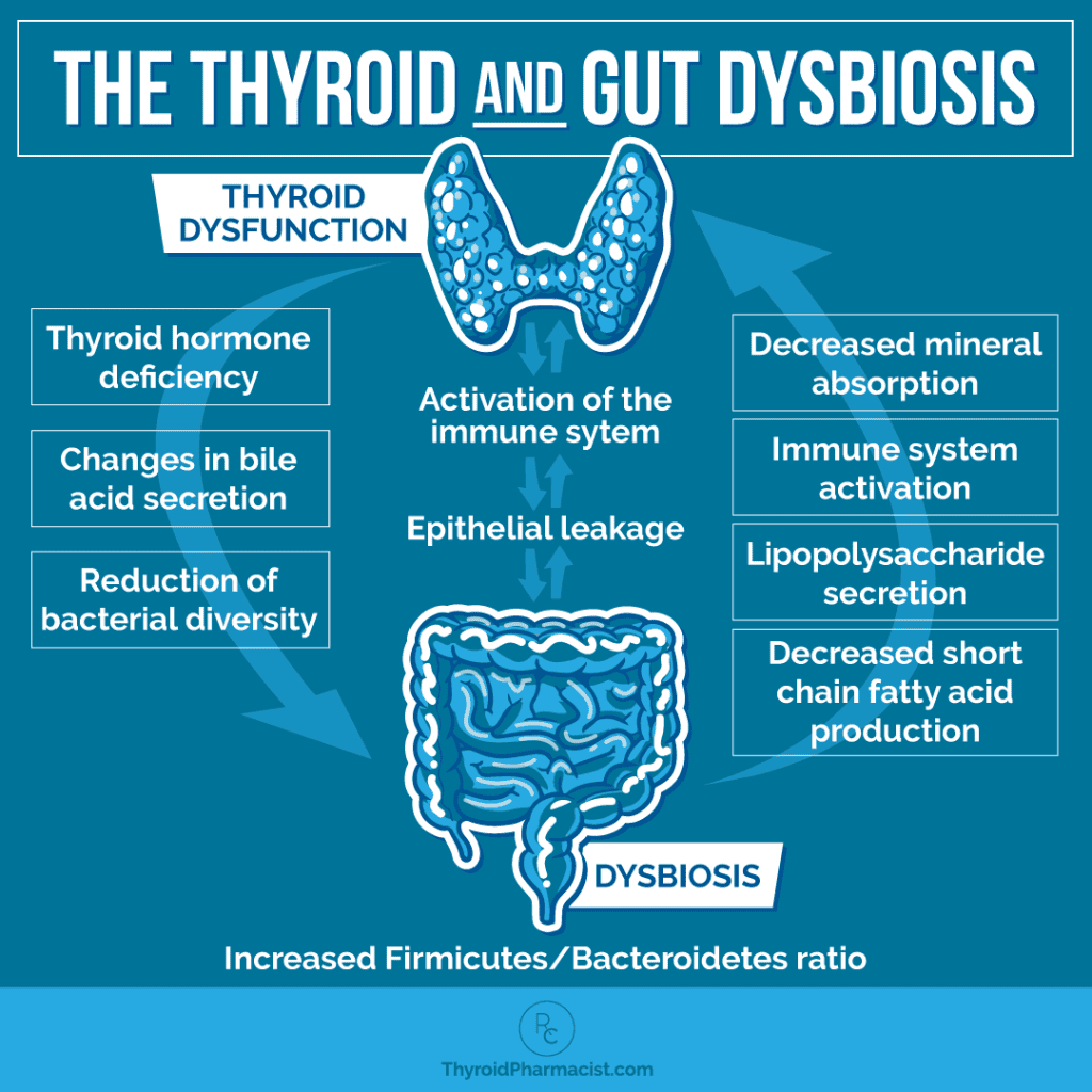 The Thyroid and Gut Dysbiosis Infographic