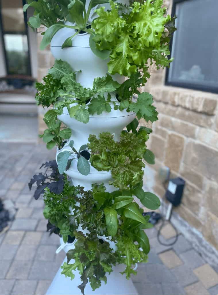 Lettuce Grow