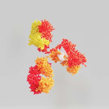 Reduction in Antibodies